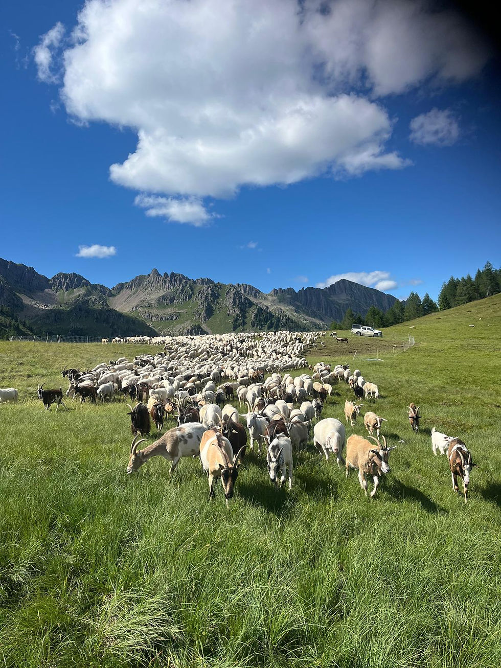 Il gregge dei fratelli Rigotti