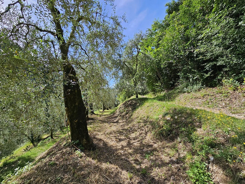 L'oliveto è un ecosistema