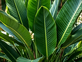 BirdOfParadise.png