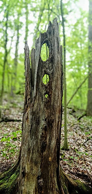Deep in the woods