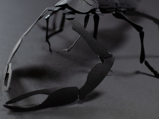 INSECTS-0350.jpg