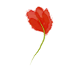 florsicta_edited.png