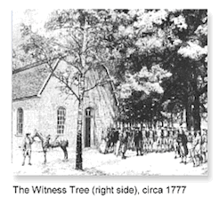 18F_DonegalTree1cap.gif