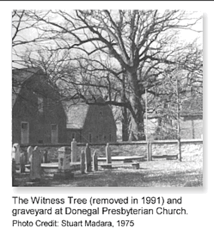 18B_DonegalTree2cap.gif
