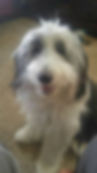 Gracie.jpg