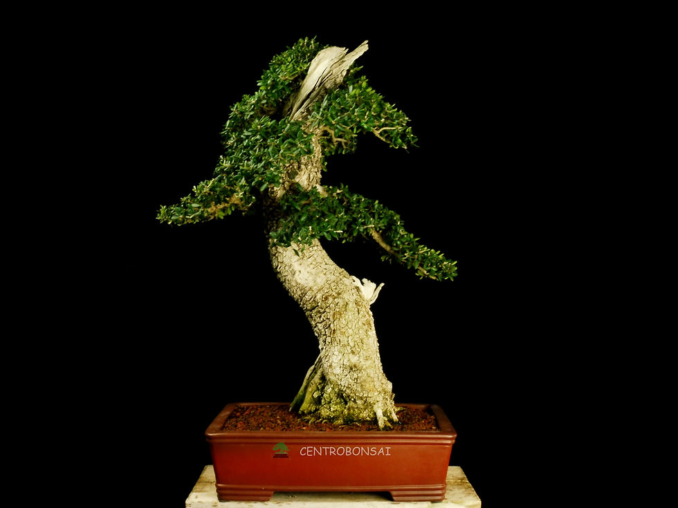 Miniatura: Olivo Silvestre - Ullastre