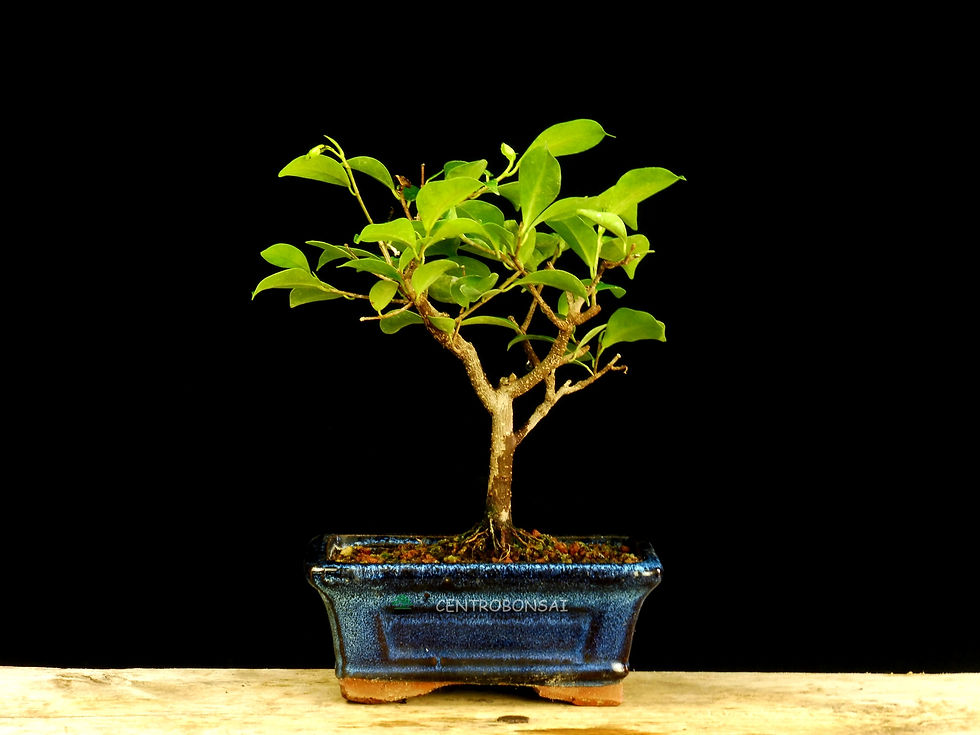 Miniatura: Ficus Retusa