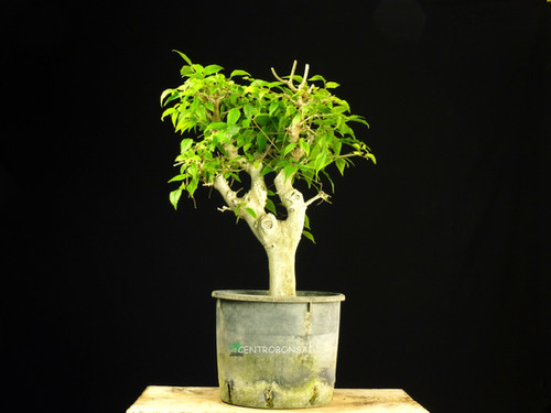 Celtis Australis | Centro Bonsi
