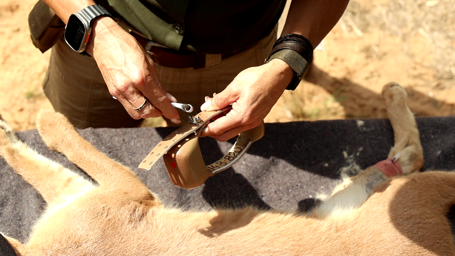 Volunteers releasing a caracal back into the wild
