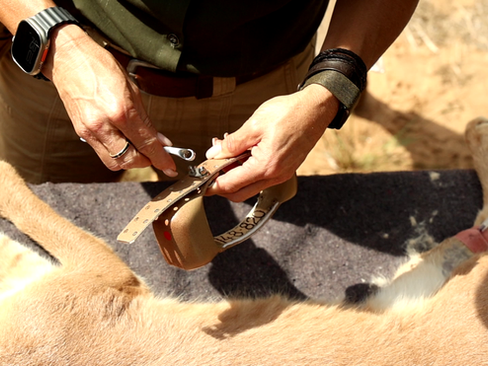 Volunteers releasing a caracal back into the wild