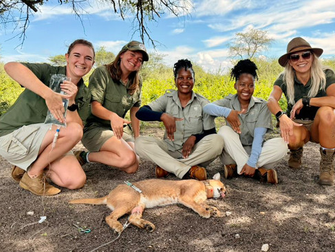 Volunteers releasing a caracal back into the wild