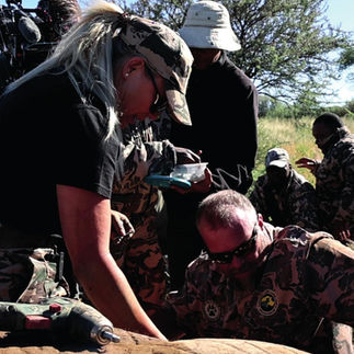 People helping a rhino