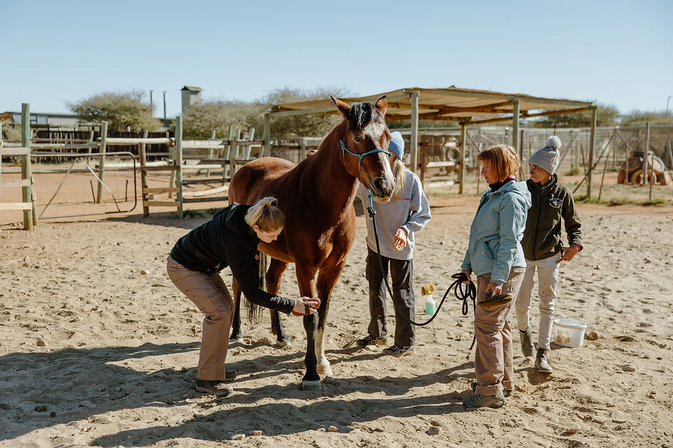 Volunteers washing a horse