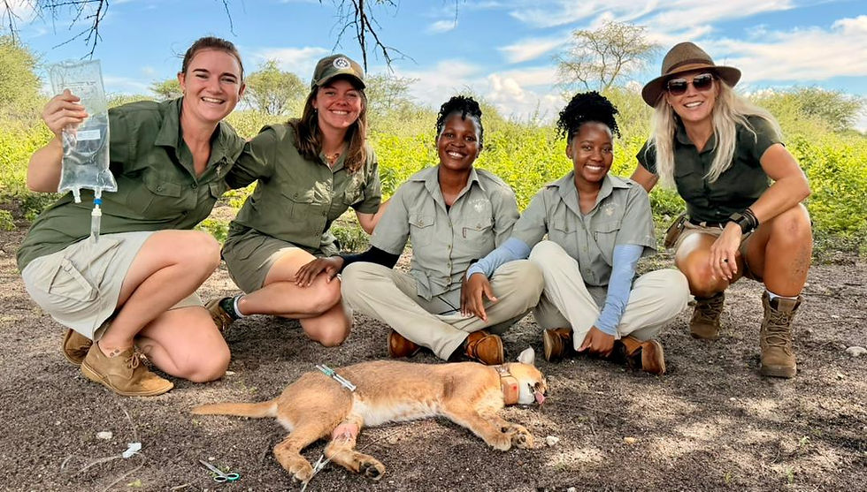 Volunteers releasing a caracal back into the wild