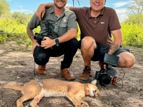 Volunteers releasing a caracal back into the wild