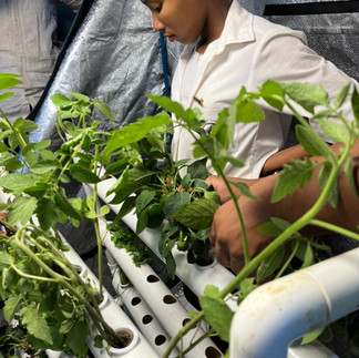 Child looking at plants in a hydroponic system