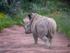 Rhino walking in the veld