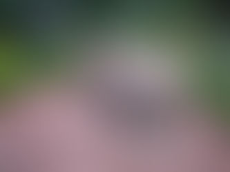 Rhino walking in the veld