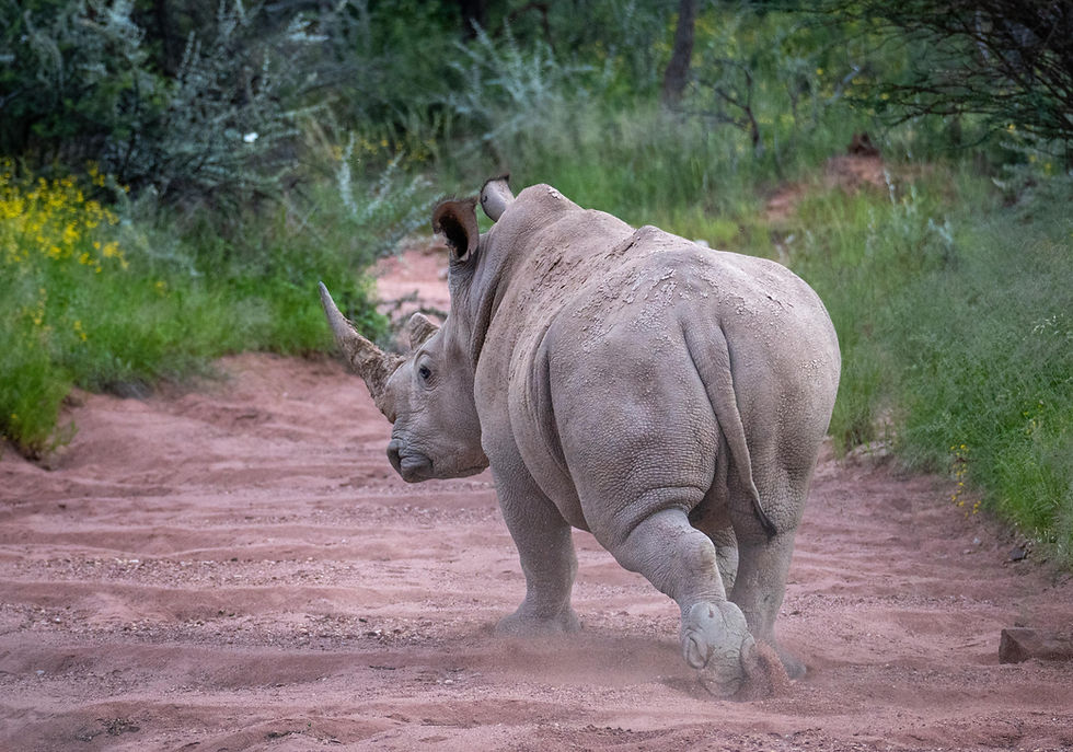 Rhino walking in the veld