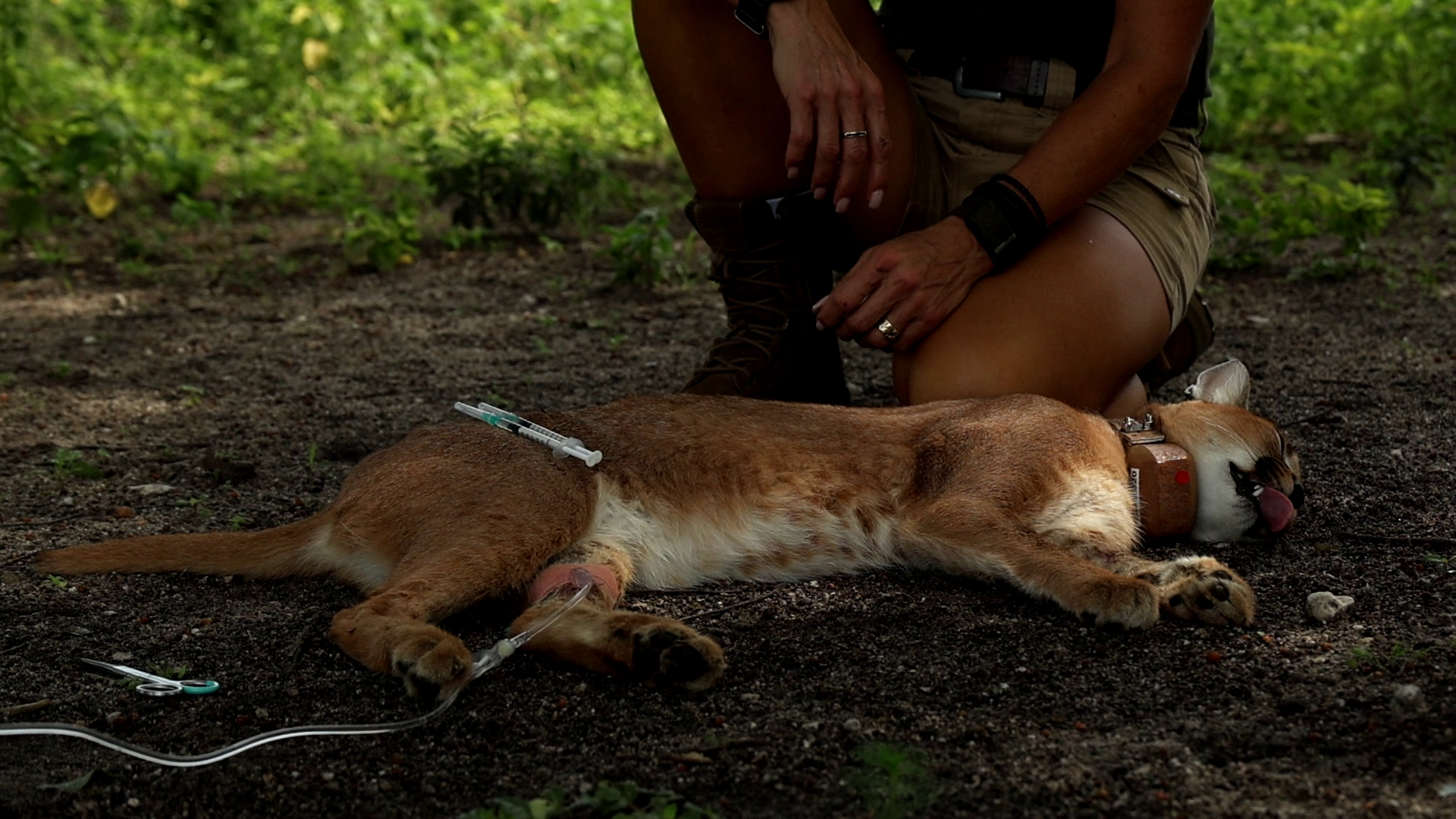 Volunteers releasing a caracal back into the wild