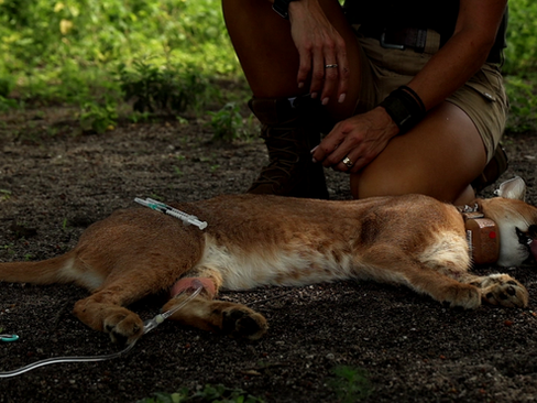 Volunteers releasing a caracal back into the wild