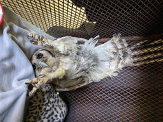 Owl laying on its back