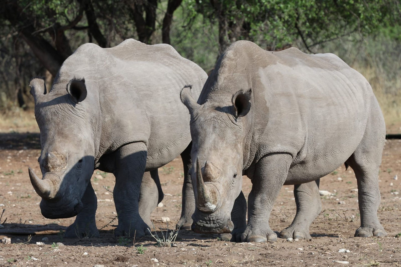 Rhinos in the veld