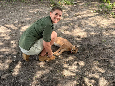 Volunteers releasing a caracal back into the wild