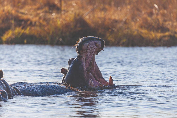 Hippo, Kwando River - © Le Roux van Schalkwyk, Venture Media (1).jpg