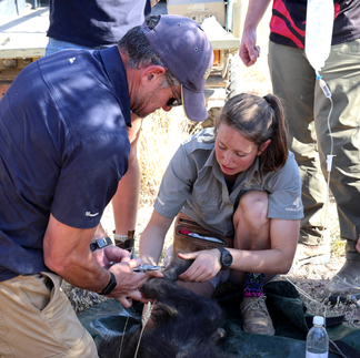 Vets treating a brown hyena