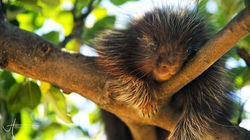 Porcupine takes a nap.