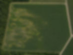Aerial orthomosaic image of a cornfield showing an area affected by wildlife damage, clearly distinguishable from the healthy crop stand. The digital documentation enables precise delineation of the affected area.