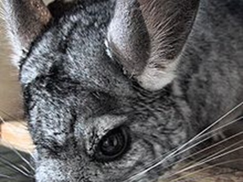 Le Chinchilla