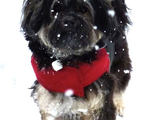 Havanese #5 Most Popular Dog in Seattle 2016