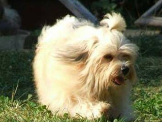 Havanese Puppy Buyers Doing It Right!