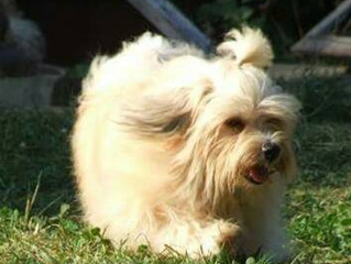 Havanese Puppy Buyers Doing It Right!