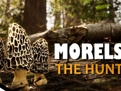 [Test'1D][Steam] Morels: The Hunt 2