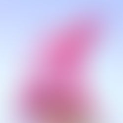 Pink gnome with rose hat and holding large lilac rose