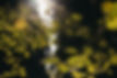 mein-schwarzwaldbaum-header-1920.jpg