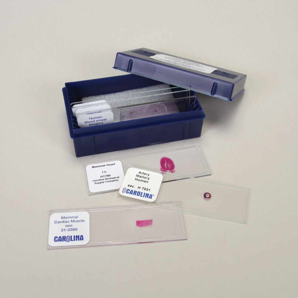 Blood and Lymph Vessels Microscope Slide Set