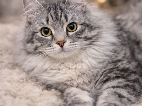Why Siberian Forest Cats Are One of the Best Cats for Families