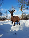 eine Ziege im Schnee?! Hier folgt bald ein Bild von Anke ;)