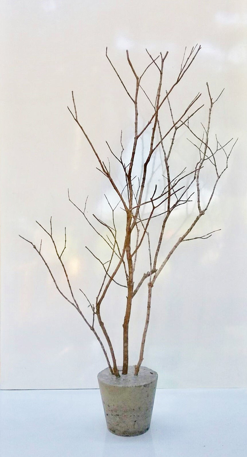 Thumbnail: Natural Branch with Cement Base