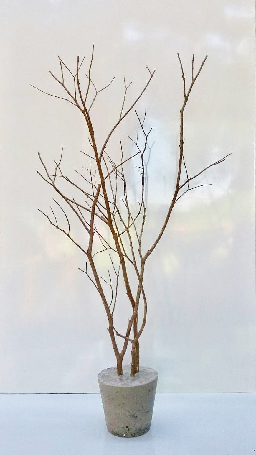 Thumbnail: Natural Branch with Cement Base