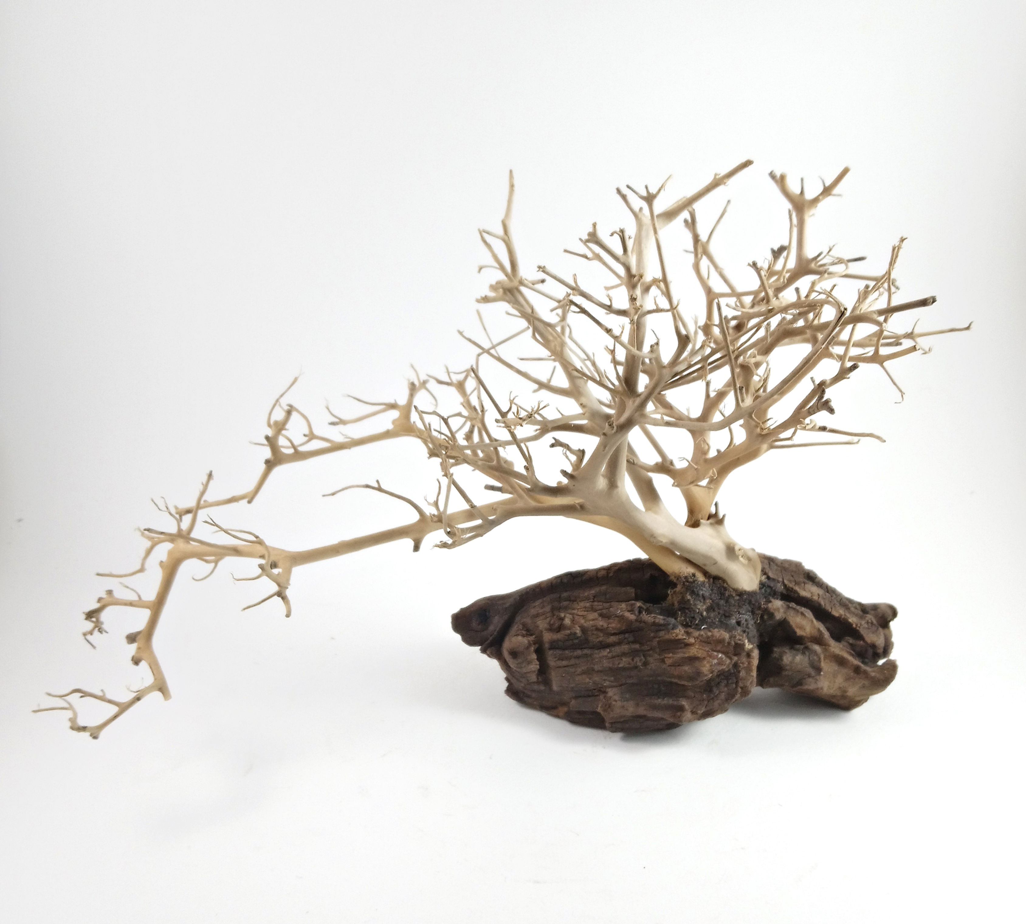 Natural Tree Branch with Driftwood Base