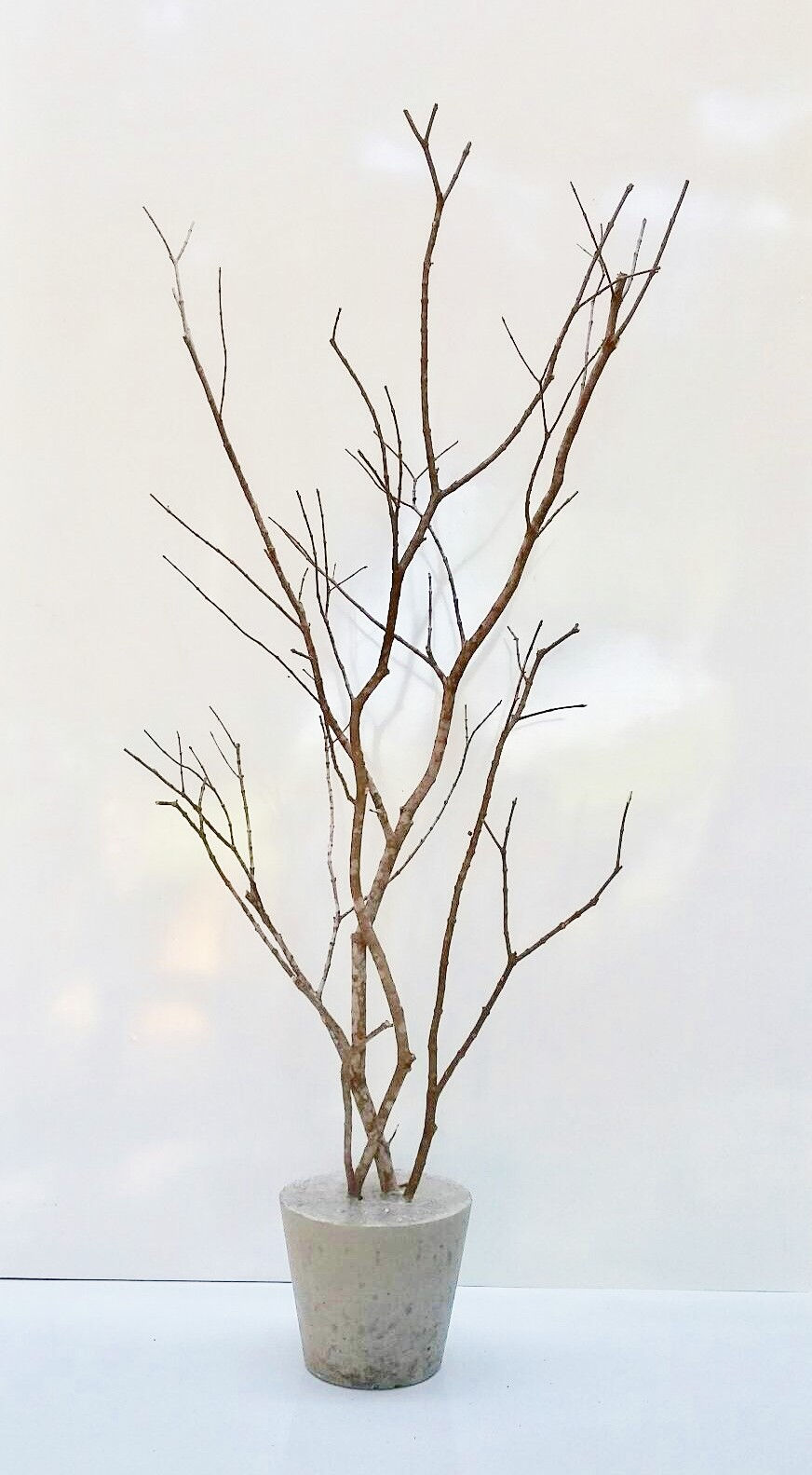 Thumbnail: Natural Branch with Cement Base