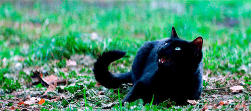 New Salem.gif