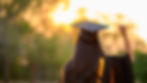 iStock-1199590896.jpg