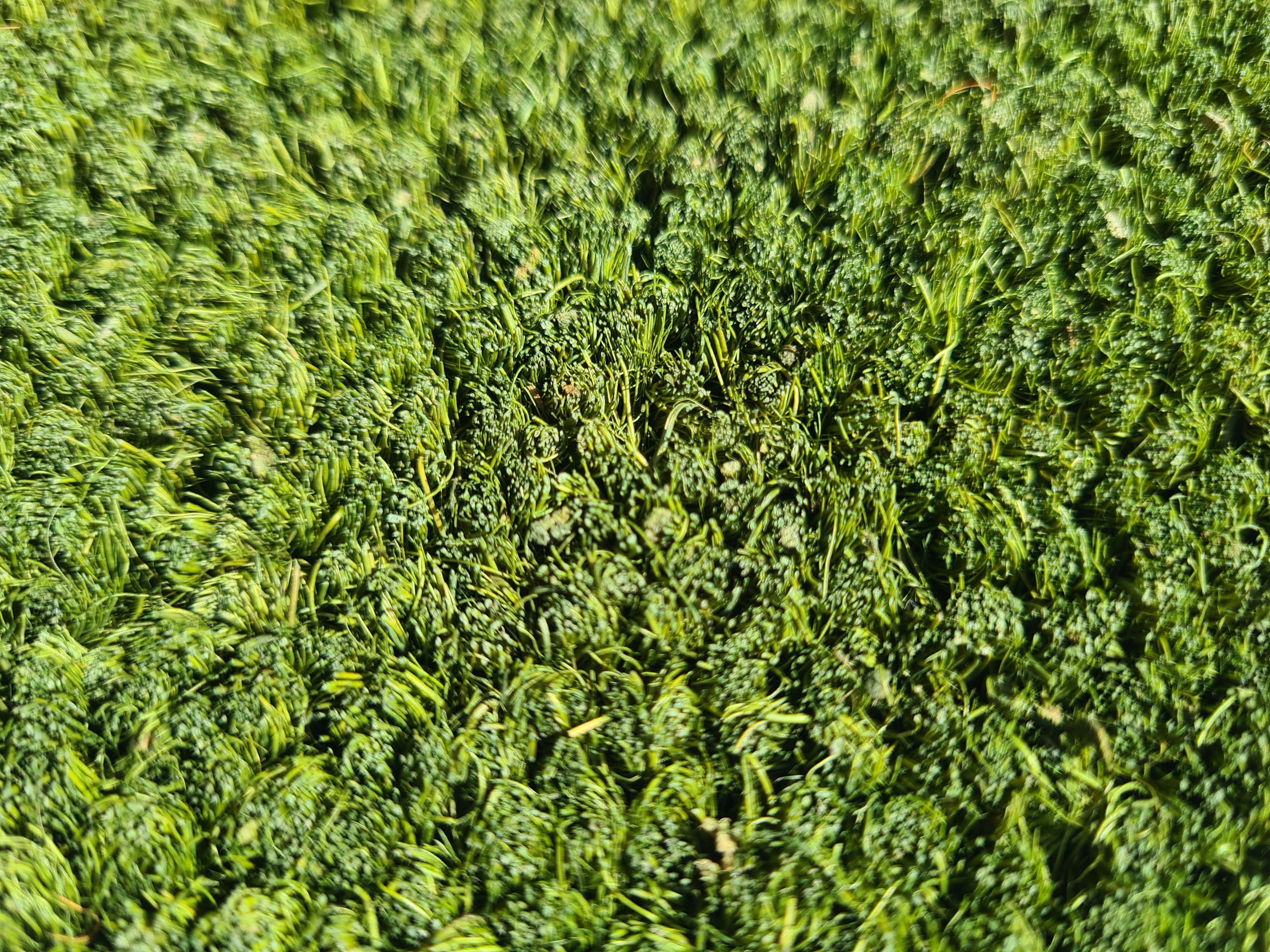 Green coir matting by the metre