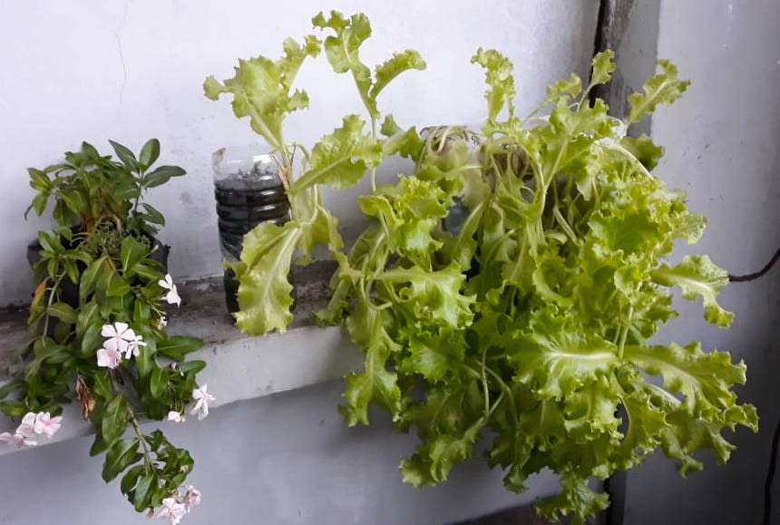 Hydroponic sustainability
